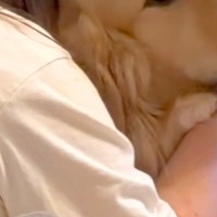 『ドラマで号泣する娘』に抱きつかれた大型犬→『どうすればいいですか…？』助けを求めている表情が80万再生「優しい」「安心して泣ける場所」