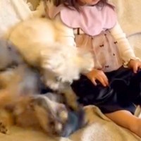 女の子が『0歳の頃から犬と一緒に育った』結果→隣で大暴れしていても…環境に慣れすぎた『まさかの表情』が401万再生「悟りの境地で草」