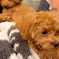 子犬を抱っこしたら、先輩犬が『ママを取られた』と勘違いして…わかりやす過ぎる『嫉妬の表情』が143万再生「目力ハンパなくて草」「怒りｗ」