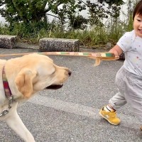 1歳の女の子が『初めて大型犬のリードを持った』結果→歩き始めると…素敵すぎる『まさかの対応』が53万再生「さすがお姉ちゃん」「感動」