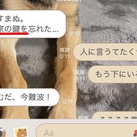 深夜、夫から『家の鍵を忘れた』とLINE→起こされた犬が『怒ってしまうかな』と思いきや…愛を感じる光景が20万再生「優しい」「たまらん」