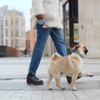 犬の『リード』正しい使い方5選　安全に使用するために押さえておきたいポイントまで