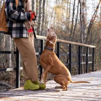 犬が『しつこく要求してくる』ときのNG行為5つ　問題行動を助長させる飼い主のタブー行動まで