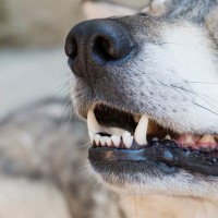 犬が『あごを震わせている』ときの心理3つ　治療が必要な注意すべき症状まで