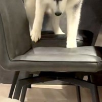 ふいに椅子に乗ってしまった大型犬→降りるのが怖くなり…『抱っこで降ろして』とおねだりする光景が赤ちゃんすぎると反響「甘えてて可愛いｗ」
