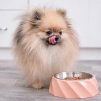 犬はどんな味を『美味しい』と感じるの？意外と知らない愛犬の味覚について解説