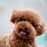 『寿命が長い犬』の共通点4選　愛犬の健康寿命を延ばすためにできることはあるの？