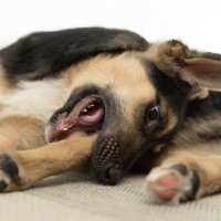 犬が『自分の足を噛んでしまう』3つの原因　早めの受診が必要なサインとは？