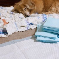 犬が『老犬』になる前にしておくべきこと5つ　本格的な介護が始まる前に必要な備えとは？