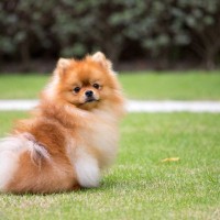 犬にまつわる『4つの雑学』　今すぐ誰かに話したくなる驚きの能力や意外と知られていない知識まで