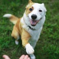 『お利口すぎる犬』の注意点3つ　学習能力が高すぎるとどうなる？考えられるリスクまで