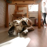 犬が『疲れている』ときにみせる行動5選　すぐに気づいてあげるために飼い主が意識すべきことまで