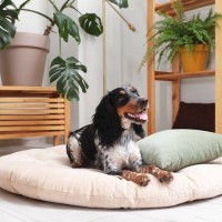 犬の『ベッド』絶対NGな洗濯方法５選　愛犬に健康被害をもたらす危険行為まで解説