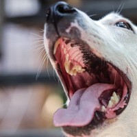 犬から飼い主にうつる『人獣共通感染症』とは？感染した場合の危険な症状まで