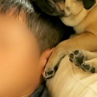 畑のトマトを食べようとして、叱られた犬→しょんぼり顔をしていて…絶対に許してしまう『まさかの表情』が33万再生「甘え上手ｗ」「可愛すぎ」