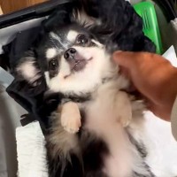 旅行の準備中、近づいてきた犬→『荷物のフリ』をするので退けた結果…思わず連れて行きたくなる光景が27万再生「ぬいぐるみ化ｗ」「可愛すぎ」