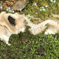 犬を『パノラマ撮影』しようとした結果→ずっとついてきてしまって…想定外すぎる『衝撃の一枚』に12万いいね「脱皮してて草」「全部可愛いｗ」