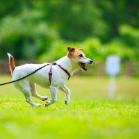 犬が『短命になる』絶対NG行為５選　愛犬の寿命を縮めてしまう飼い主のタブー行動とは？