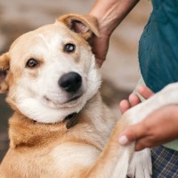 『臆病な犬』がする行動５選　ビビリな性格になってしまう原因や注意すべきサインまで
