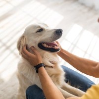 犬を飼うと『できなくなること』５選　後悔しないために知っておくべきリアルや必要な覚悟まで