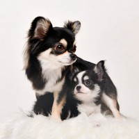 犬は成長すると『性格』が変わるの？子犬と成犬の大きな違いや飼い主がすべき対応まで