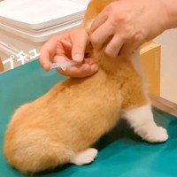注射のため病院に来た赤ちゃん犬→『怖がってしまうかな』と思いきや…大物になる予感がする『意外な反応』に称賛「お利口」「お腹ポンポコｗ」