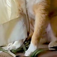 『やけに犬が静かだな』と思い、ふと見てみた結果→窓際でカーテンを…まさかの『悲惨な光景』と『謎の表情』に反響「顔ｗｗ」「なんてこったい」