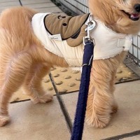 強風の日、外に出た『もふもふの犬』→顔面の形が変わってしまい…『同じ犬とは思えない光景』に爆笑の声「空飛んできた帰り？」「可愛いｗ」
