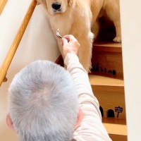 『おじいちゃんとの留守番』を大型犬にお願いした結果→『置いて行かれる』と察して…わかりやす過ぎる態度が41万再生「感情がｗ」「疑いの目」