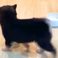 『ごはん、はやくぅ』食いしん坊な赤ちゃん犬→ご飯が楽しみすぎて、お皿を…とんでもなく可愛い光景が15万再生「ヨチヨチ尊い」「後ろ姿が…」