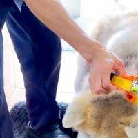 病院が大嫌いな秋田犬→名前を呼ばれると、全力拒否をして…わかりやす過ぎる『ぴえん顔』が33万再生「ハンドブレーキｗ」「観客わいてて好き」
