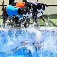 プールで『溺れたフリ』をした結果→4頭の大型犬が焦り、心配をして…家族愛を感じる『感動の光景』が107万再生「めちゃ賢い」「映画になる」