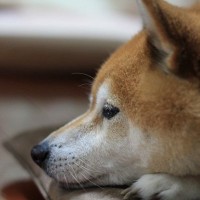 犬は『飼い主の死』をどう感じるの？理解している？大切な人が亡くなったとき、愛犬の心身に起こることまで