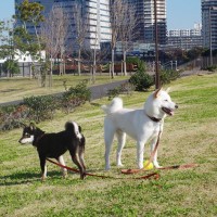 犬との暮らし『田舎と都会』では何が違うの？トラブルを防ぐために必ず知っておくべきことまで