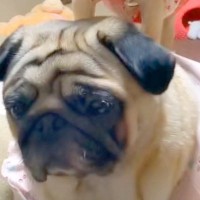 コロコロな『新入り子犬』が、なぜか先輩犬に乗っかって…思わず二度見する『まさかの光景』に爆笑「ブレーメンの音楽隊ｗ」「されるがままで草」