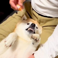 目薬を差そうとすると『ブチギレる犬』→いざ目薬が目の前にくると…嘘のような『態度と仕草』が59万再生「おてて最高」「笑っちゃったｗｗ」