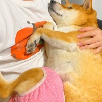 赤ちゃんのように甘える犬→テレビを見ていたら『構ってくれない』と察して…まさかの『態度の急変』に爆笑「切り替えｗ」「蹴り一発入れてて草」