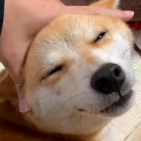 とんでもなく幸せそうな顔で甘える犬→撫でるのをやめた瞬間…想像を超える『表情の変化』が70万再生「分かりやすくて可愛いｗ」「怒ってるｗ」