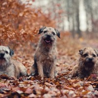 【獣医師監修】ボーダー・テリア｜犬種の特徴と性格、飼い方や価格相場まで解説