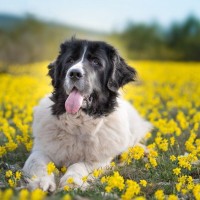 【獣医師監修】ランドシーア｜犬種の特徴と性格、飼い方や価格相場まで解説