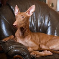 【獣医師監修】ファラオ・ハウンド｜犬種の特徴と性格、飼い方や価格相場まで解説
