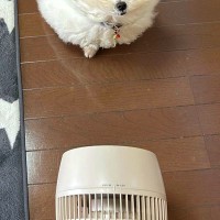 暑くなってきたので、扇風機を出したら→犬が興味津々でやってきて…まさかの『原型がない光景』に3万いいね「お月様ｗ」「顔が食べられてて草」