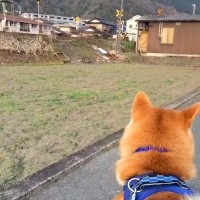 電車を見に来た犬→車両が近づいてきたら『別の場所』が気になってしまい…まさかの『天然っぷり』が18万再生「ウケるｗｗ」「もー可愛すぎ」
