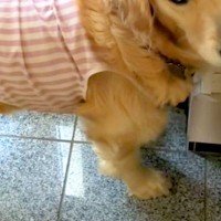 暑くなってきたので『お留守番』と大型犬に伝えた結果→言葉を理解した瞬間…あまりにも素直な『表情』に反響「切ないｗ」「一緒に行きたいね」