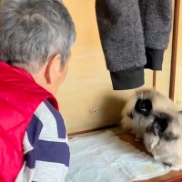 おばあちゃんに内緒で『4匹目の子犬』を飼った結果→連れて帰ると…気付いた瞬間の『100点の反応』が27万再生「可愛すぎ」「パニックで草」