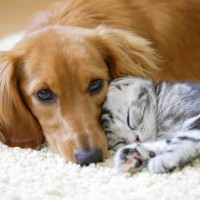犬と一緒に飼わない方がいい『ペット』５選　お互いに与える悪影響や押さえておきたいポイントまで