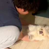 『眠すぎてお布団に行けない』と駄々をこねる犬→仕方ないので、ベッドまで…赤ちゃんすぎる光景が29万再生「素敵な過保護ｗ」「されるがまま」