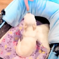 極小子犬と一緒にショッピング→初めて会う『店員さん』と出会って数秒で…『尊すぎる光景』が15万再生「心許すの早すぎｗ」「愛されキャラ」