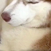 朝、なぜかグッタリしていた大型犬→『具合が悪いのかな』と、後ろを見てみたら…『衝撃的な光景』が59万再生「達成感あって草」「職人の顔ｗ」
