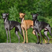【獣医師監修】イタリアン・グレーハウンド｜犬種の特徴と性格、飼い方や価格相場まで解説